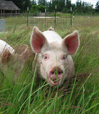 Happy Pig